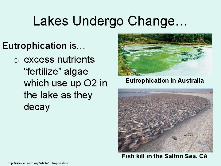 Lakes Undergo Change… Eutrophication is… o excess nutrients “fertilize” algae which use up O