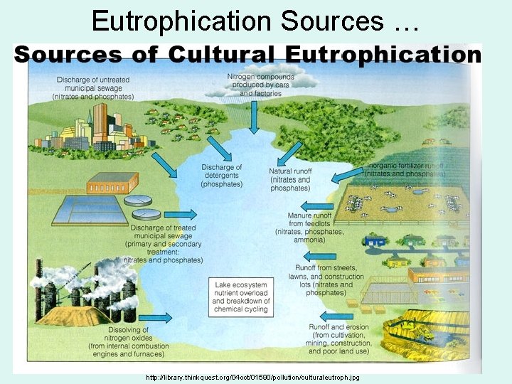 Eutrophication Sources … http: //library. thinkquest. org/04 oct/01590/pollution/culturaleutroph. jpg 