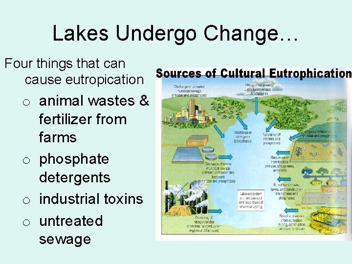 Lakes Undergo Change… Four things that can cause eutropication o animal wastes & fertilizer