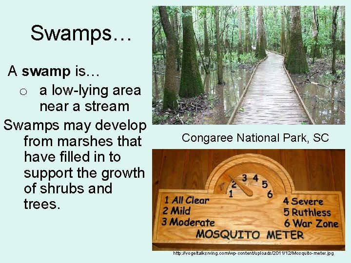 Swamps… A swamp is… o a low-lying area near a stream Swamps may develop