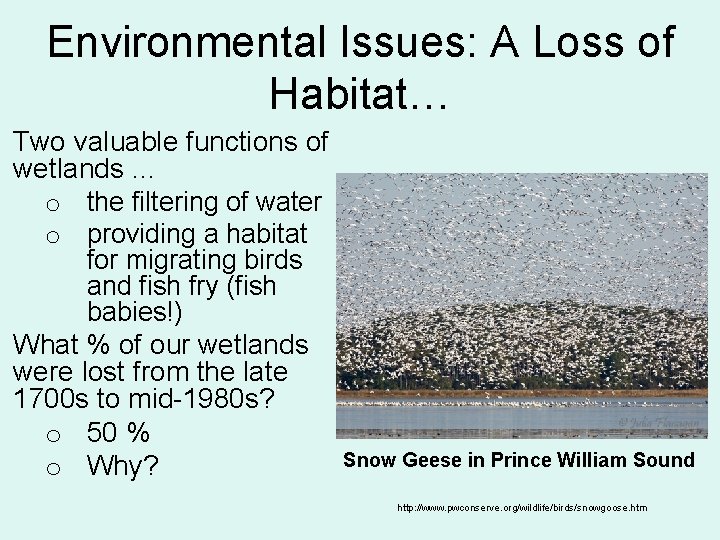 Environmental Issues: A Loss of Habitat… Two valuable functions of wetlands … o the