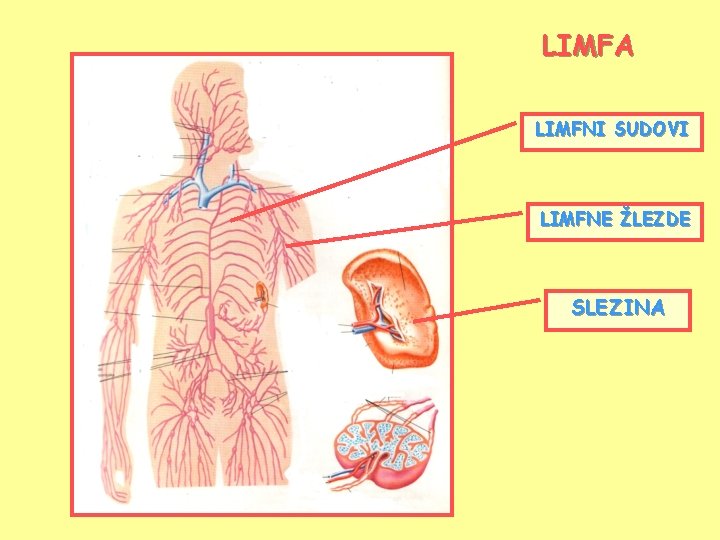 LIMFA LIMFNI SUDOVI LIMFNE ŽLEZDE SLEZINA 