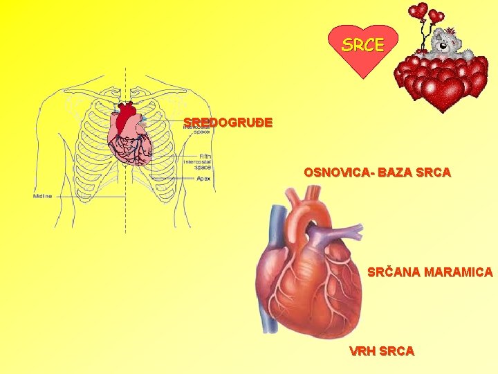 SRCE SREDOGRUĐE OSNOVICA- BAZA SRCA SRČANA MARAMICA VRH SRCA 