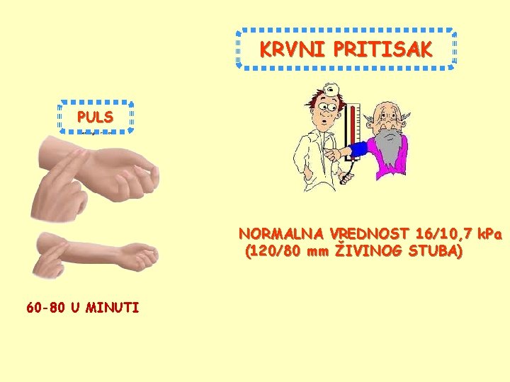 KRVNI PRITISAK PULS NORMALNA VREDNOST 16/10, 7 k. Pa (120/80 mm ŽIVINOG STUBA) 60