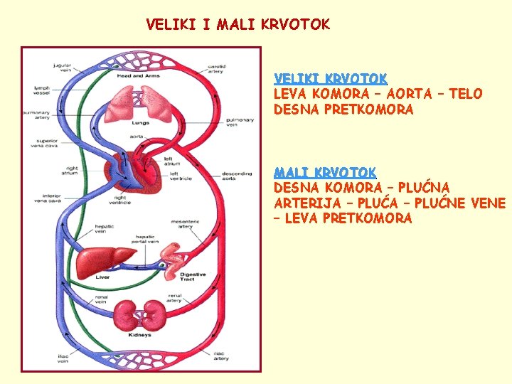 VELIKI I MALI KRVOTOK VELIKI KRVOTOK LEVA KOMORA – AORTA – TELO DESNA PRETKOMORA