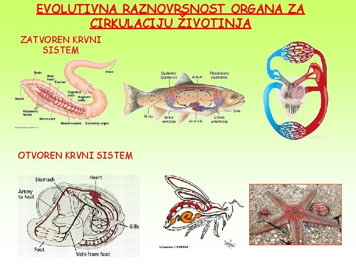 EVOLUTIVNA RAZNOVRSNOST ORGANA ZA CIRKULACIJU ŽIVOTINJA ZATVOREN KRVNI SISTEM OTVOREN KRVNI SISTEM 