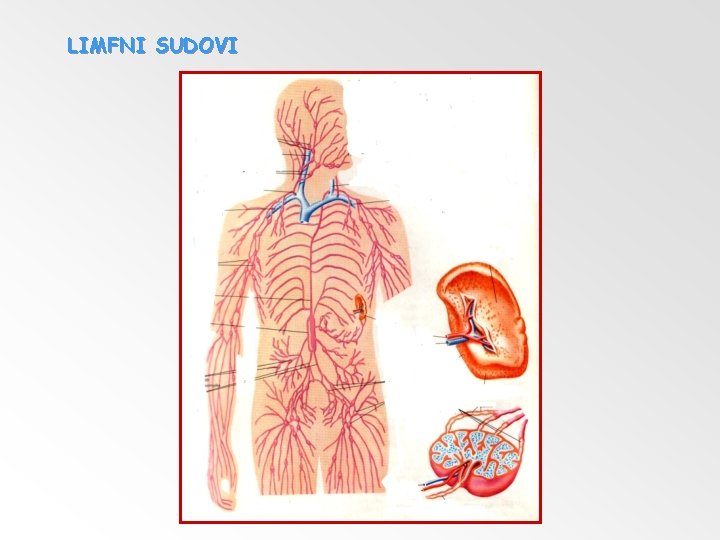 LIMFNI SUDOVI 