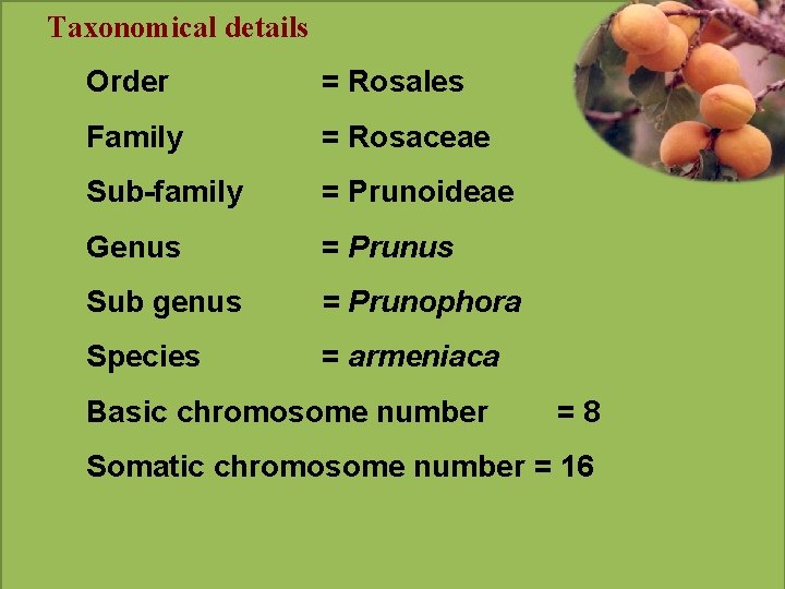 Taxonomical details Order = Rosales Family = Rosaceae Sub-family = Prunoideae Genus = Prunus