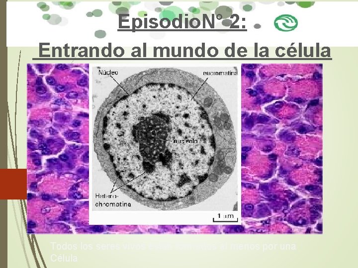 Episodio. N° 2: Entrando al mundo de la célula Todos los seres vivos están Episodio. N° 2: Entrando al mundo de la célula Todos los seres vivos están
