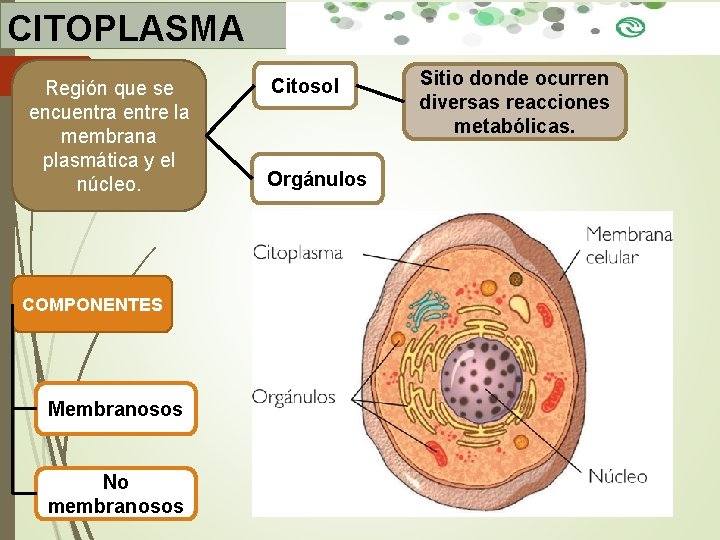 CITOPLASMA Región que se encuentra entre la membrana plasmática y el núcleo. COMPONENTES Membranosos CITOPLASMA Región que se encuentra entre la membrana plasmática y el núcleo. COMPONENTES Membranosos