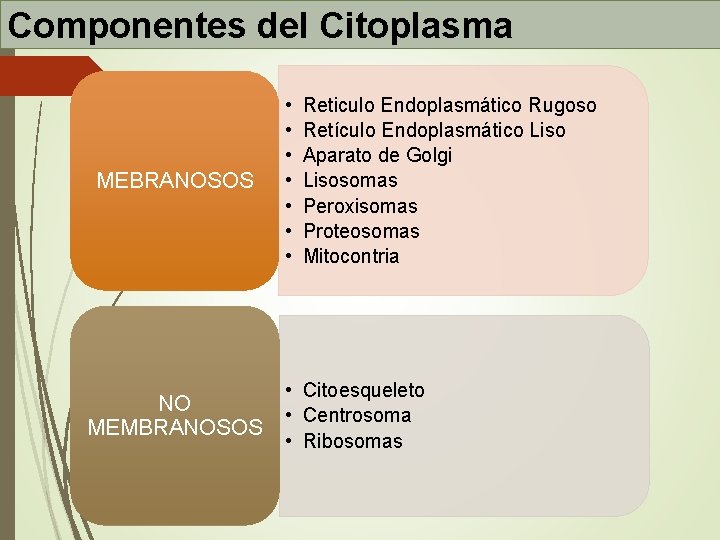 Componentes del Citoplasma MEBRANOSOS NO MEMBRANOSOS • • Reticulo Endoplasmático Rugoso Retículo Endoplasmático Liso Componentes del Citoplasma MEBRANOSOS NO MEMBRANOSOS • • Reticulo Endoplasmático Rugoso Retículo Endoplasmático Liso