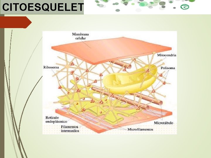 CITOESQUELETO CITOESQUELETO