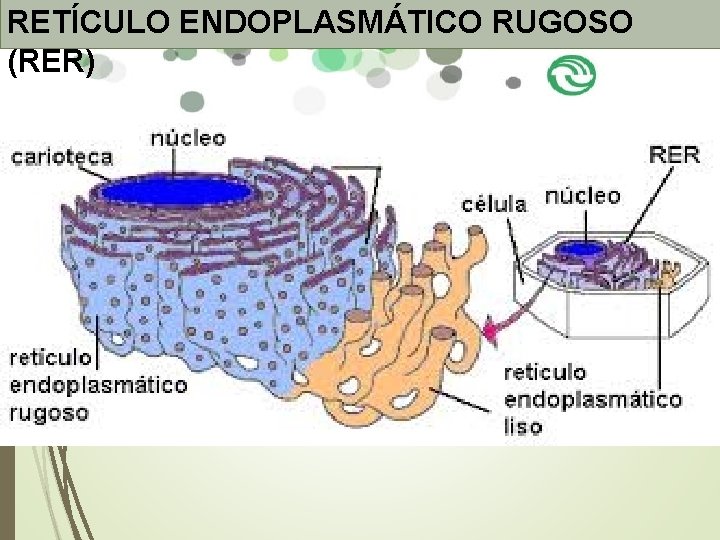 RETÍCULO ENDOPLASMÁTICO RUGOSO (RER) RETÍCULO ENDOPLASMÁTICO RUGOSO (RER)