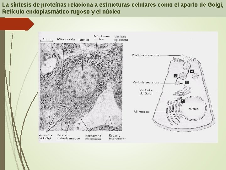 La síntesis de proteínas relaciona a estructuras celulares como el aparto de Golgi, Retículo La síntesis de proteínas relaciona a estructuras celulares como el aparto de Golgi, Retículo