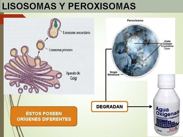 LISOSOMAS Y PEROXISOMAS DEGRADAN ÉSTOS POSEEN ORÍGENES DIFERENTES LISOSOMAS Y PEROXISOMAS DEGRADAN ÉSTOS POSEEN ORÍGENES DIFERENTES