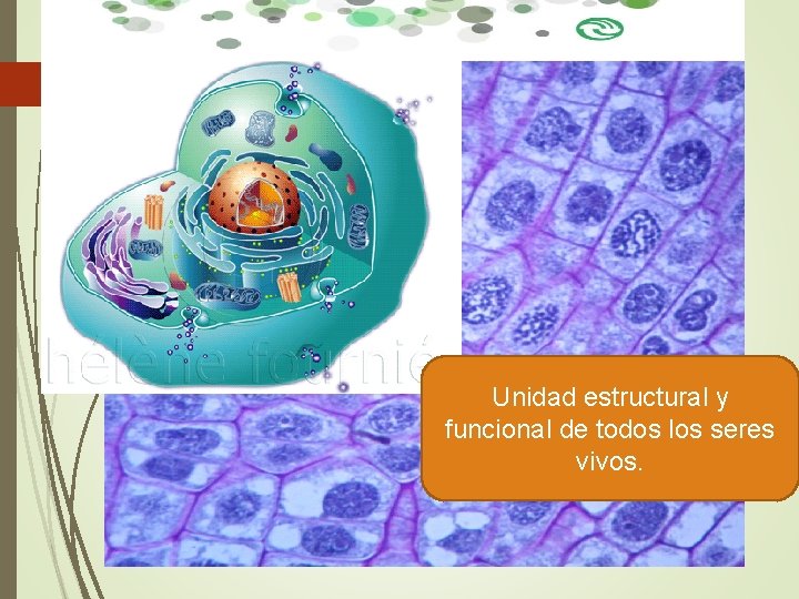 Unidad estructural y funcional de todos los seres vivos. Unidad estructural y funcional de todos los seres vivos.
