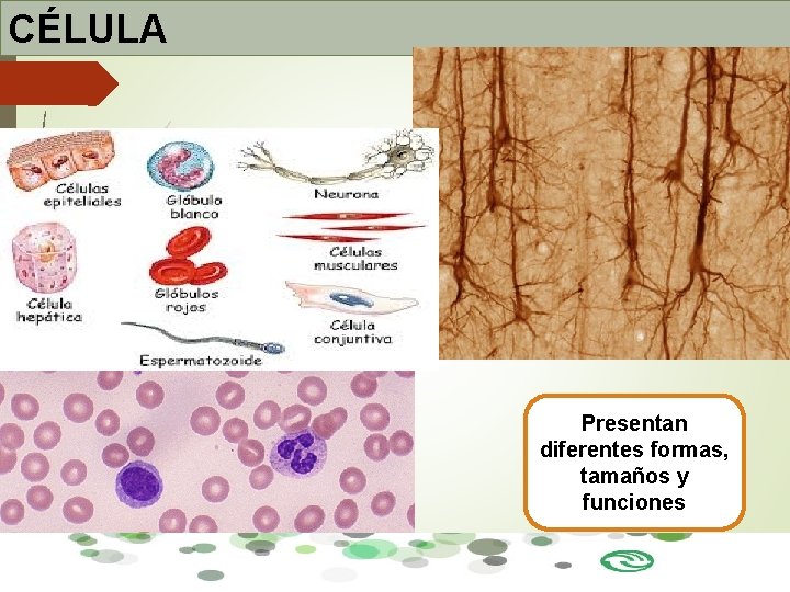 CÉLULA Presentan diferentes formas, tamaños y funciones CÉLULA Presentan diferentes formas, tamaños y funciones