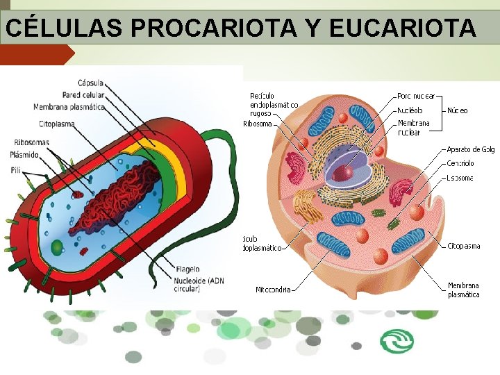 CÉLULAS PROCARIOTA Y EUCARIOTA CÉLULAS PROCARIOTA Y EUCARIOTA