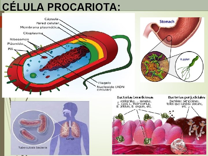 CÉLULA PROCARIOTA: CARACTERÍSTICAS CÉLULA PROCARIOTA: CARACTERÍSTICAS