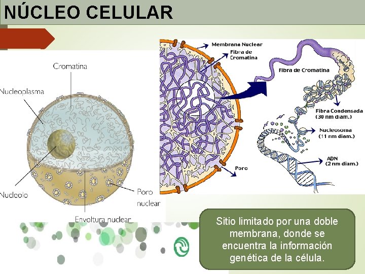 NÚCLEO CELULAR Sitio limitado por una doble membrana, donde se encuentra la información genética NÚCLEO CELULAR Sitio limitado por una doble membrana, donde se encuentra la información genética