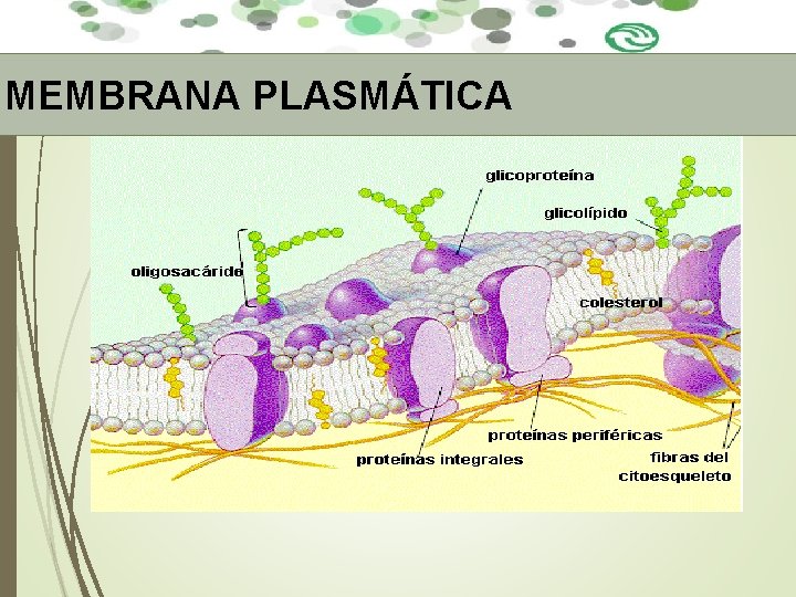 MEMBRANA PLASMÁTICA MEMBRANA PLASMÁTICA