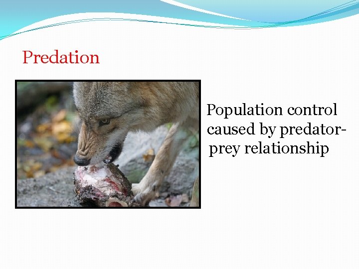 Predation Population control caused by predator- prey relationship 