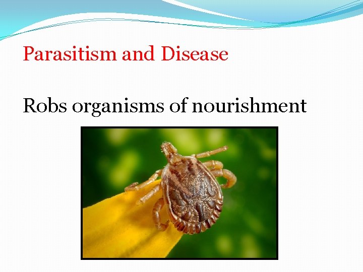 Parasitism and Disease Robs organisms of nourishment 