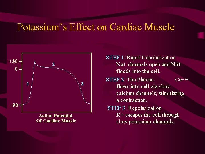 Potassium’s Effect on Cardiac Muscle STEP 1: Rapid Depolarization Na+ channels open and Na+