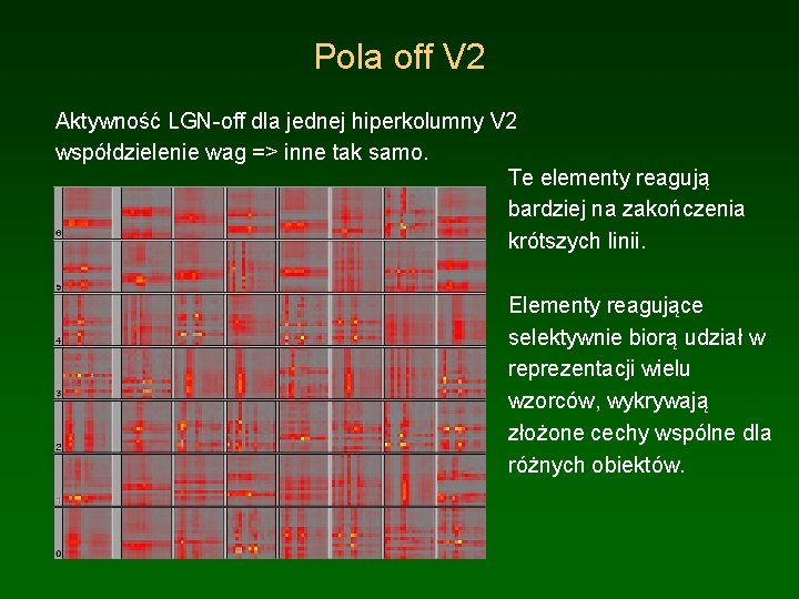 Pola off V 2 Aktywność LGN-off dla jednej hiperkolumny V 2 współdzielenie wag =>