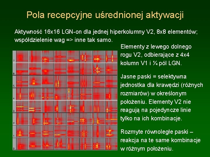 Pola recepcyjne uśrednionej aktywacji Aktywność 16 x 16 LGN-on dla jednej hiperkolumny V 2,