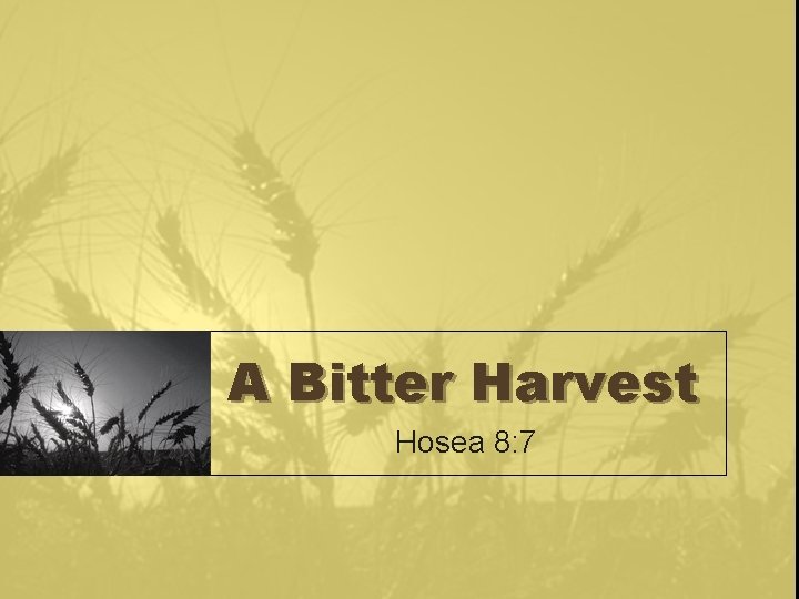 A Bitter Harvest Hosea 8: 7 