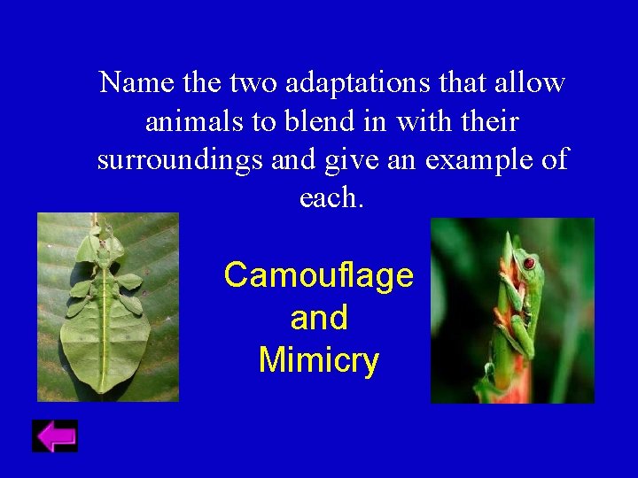 Name the two adaptations that allow animals to blend in with their surroundings and