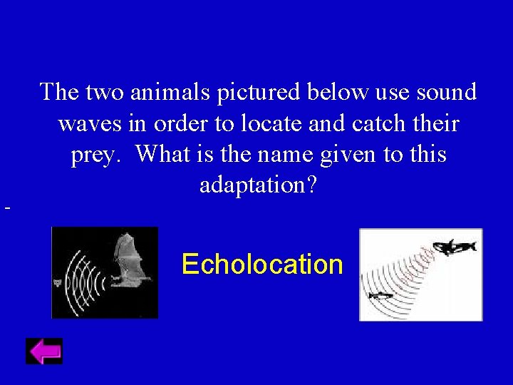  The two animals pictured below use sound waves in order to locate and