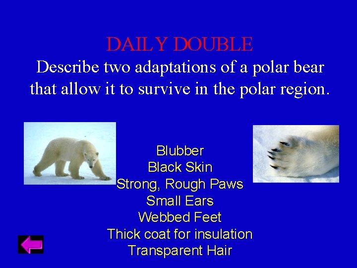 DAILY DOUBLE Describe two adaptations of a polar bear that allow it to survive