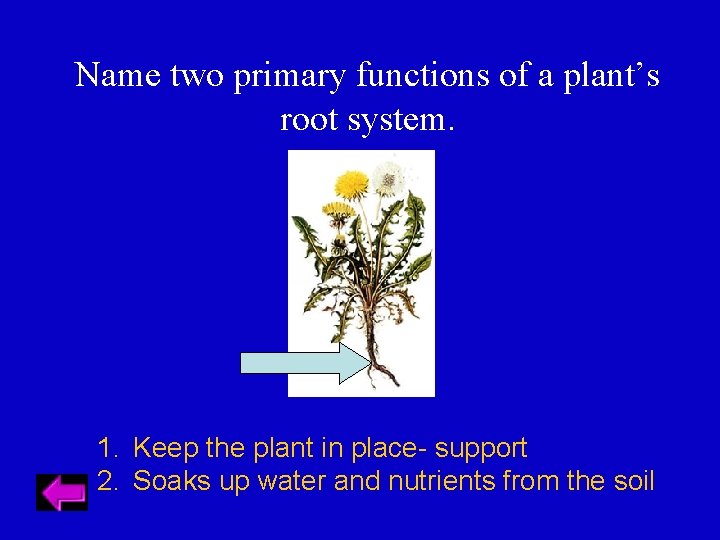 Name two primary functions of a plant’s root system. 1. Keep the plant in