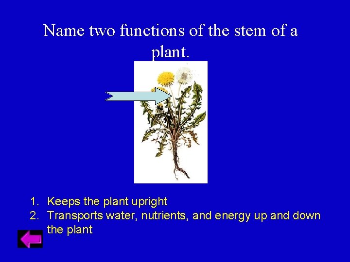 Name two functions of the stem of a plant. 1. Keeps the plant upright