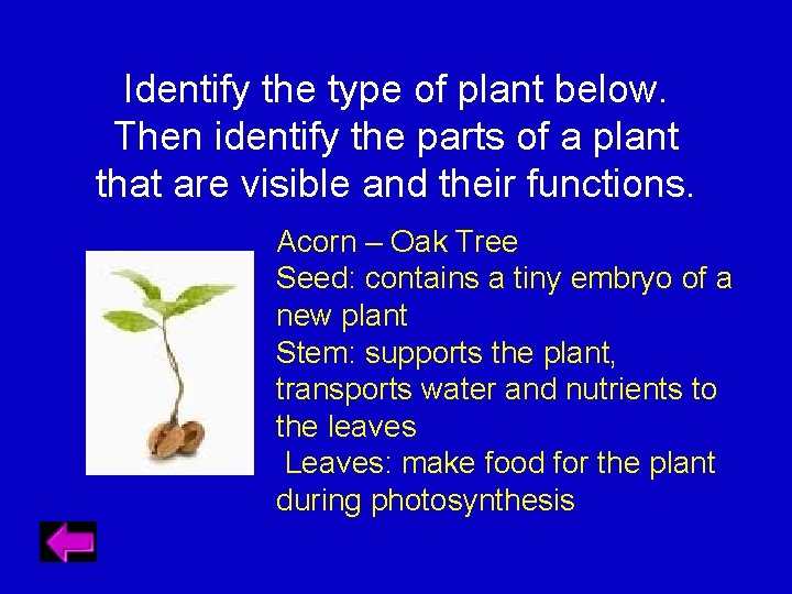 Identify the type of plant below. Then identify the parts of a plant that
