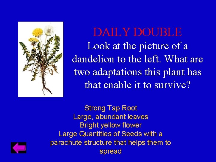 DAILY DOUBLE Look at the picture of a dandelion to the left. What are