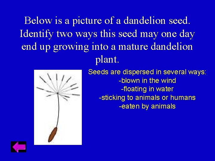 Below is a picture of a dandelion seed. Identify two ways this seed may