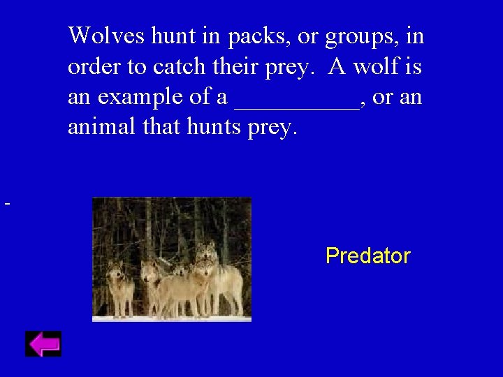 Wolves hunt in packs, or groups, in order to catch their prey. A wolf