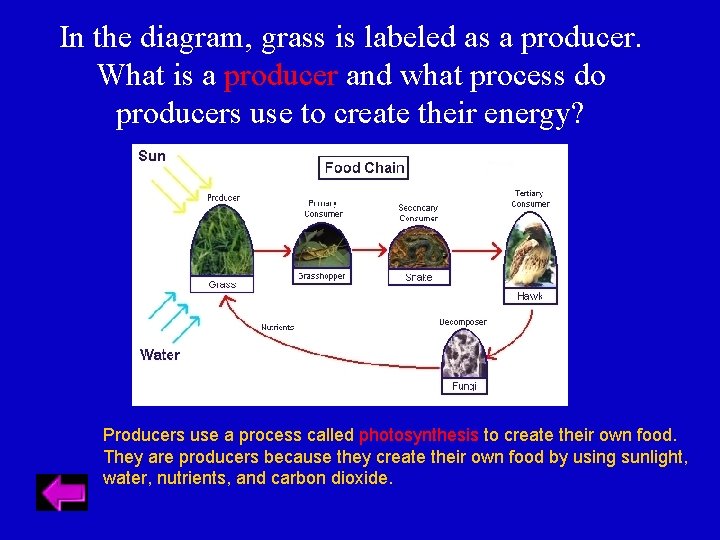 In the diagram, grass is labeled as a producer. What is a producer and