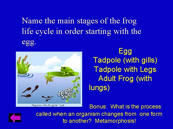 Name the main stages of the frog life cycle in order starting with the