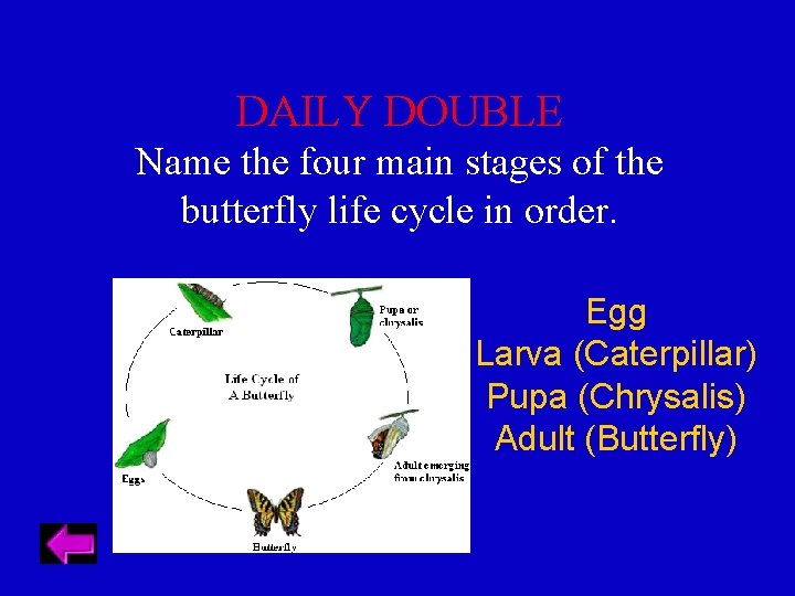 DAILY DOUBLE Name the four main stages of the butterfly life cycle in order.