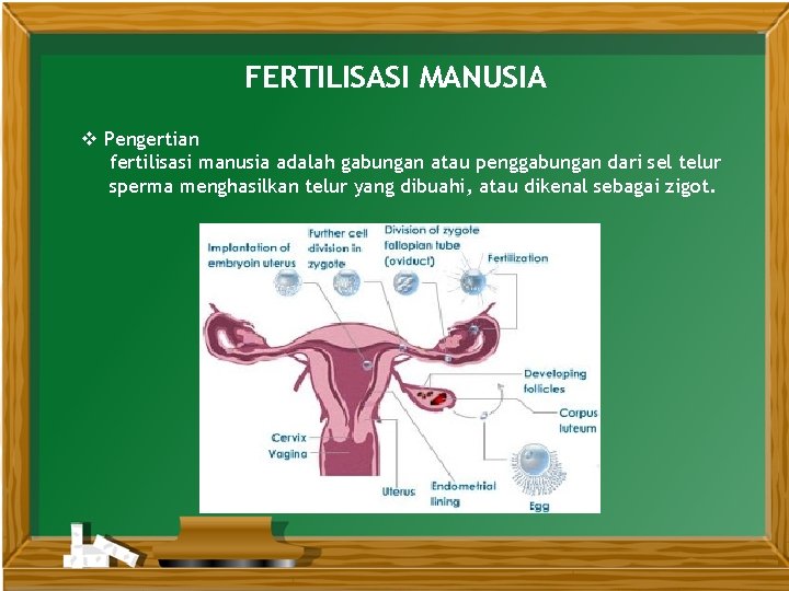 FERTILISASI MANUSIA v Pengertian fertilisasi manusia adalah gabungan atau penggabungan dari sel telur sperma