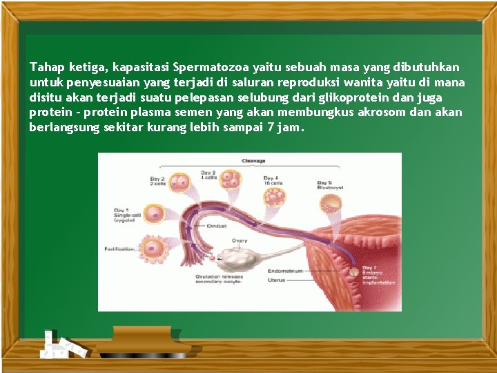 Tahap ketiga, kapasitasi Spermatozoa yaitu sebuah masa yang dibutuhkan untuk penyesuaian yang terjadi di