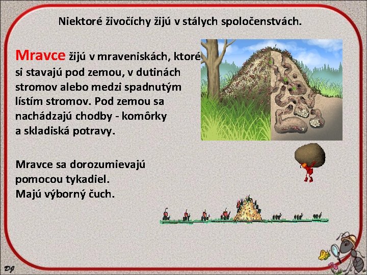 Niektoré živočíchy žijú v stálych spoločenstvách. Mravce žijú v mraveniskách, ktoré si stavajú pod