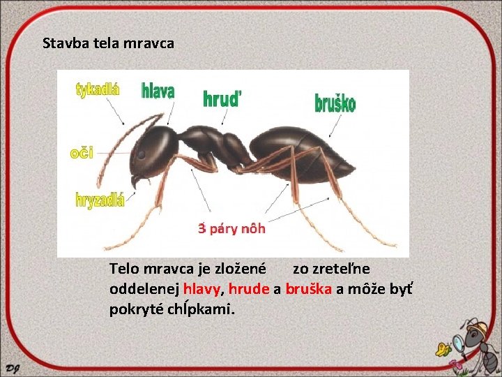 Stavba tela mravca Telo mravca je zložené zo zreteľne oddelenej hlavy, hrude a bruška