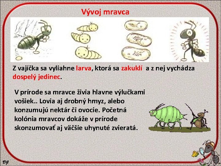 Vývoj mravca Z vajíčka sa vyliahne larva, ktorá sa zakuklí a z nej vychádza