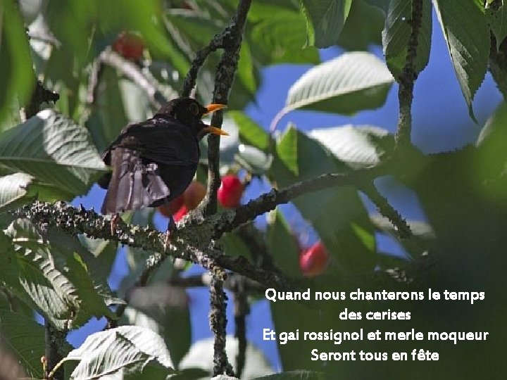 Quand nous chanterons le temps des cerises Et gai rossignol et merle moqueur Seront