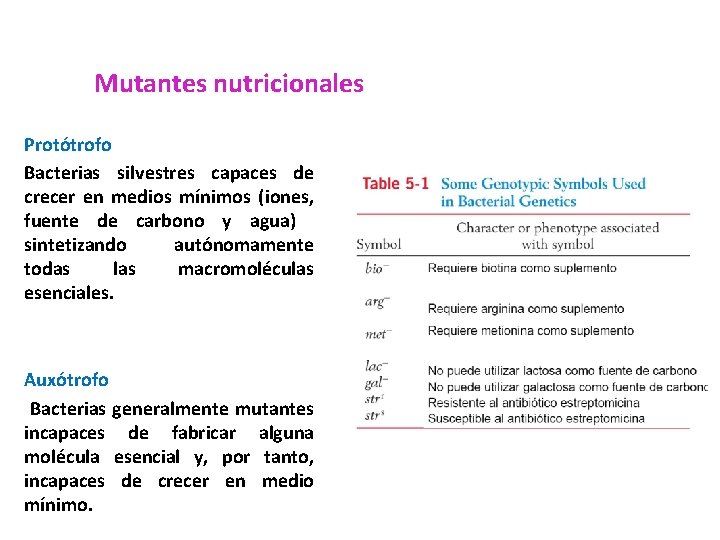 Mutantes nutricionales Protótrofo Bacterias silvestres capaces de crecer en medios mínimos (iones, fuente de